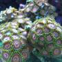 corals inverts - zoanthus sp. - eagle eye zoanthids stocking in 46 gallons tank - Eagle Eye Zoanthids
