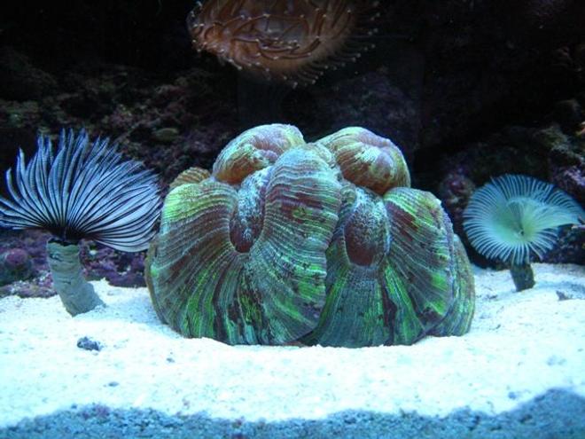corals inverts - trachyphyllia radiata - brain coral, wellsophyllia stocking in 46 gallons tank - Open Brain Coral
