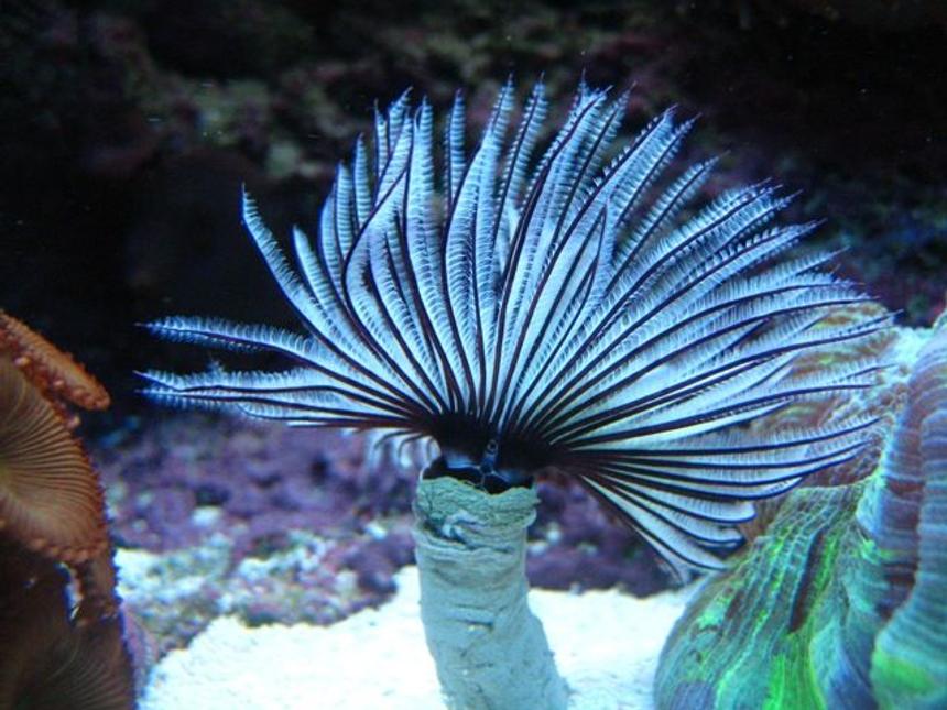 Rated #9: Corals Inverts - Sabellastarte Magnifica - Magnificent Feather Duster Stocking In 46 Gallons Tank - Black & White Feather Duster