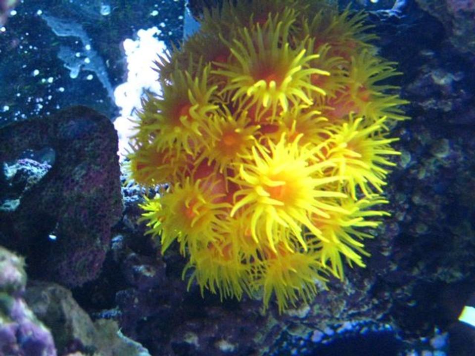 corals inverts - tubastrea faulkneri - orange sun coral stocking in 46 gallons tank - Yellow Sun Coral