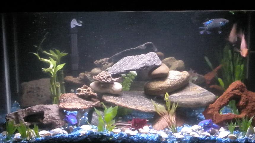 Rated #2106: 35 Gallons Planted Tank - Our 35 gallon tank.  I see not many people like it..the picture isnt that good but still this is better than some other tanks i see come on now