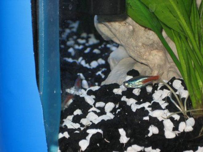 freshwater fish - paracheirodon innesi - neon tetra jumbo stocking in 20 gallons tank - The only neon that would sit still for a picture =p
