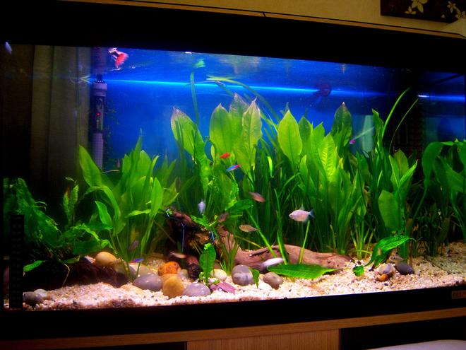 27 gallons planted tank (mostly live plants and fish) - 2Red Coral Platties 3red tipped tetras 2phantom tetras, 5Lemon Tetras 2clown loach 2african dwarf frog 1black balloon molly 1albinopleco 8Neons 3Rummyroses 3Flayal Guppys 3whiteskirt tetras 1harlequin