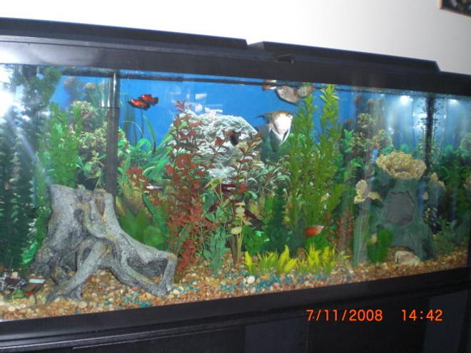 55 gallons planted tank (mostly live plants and fish) - setup on fathers day