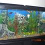 55 gallons planted tank (mostly live plants and fish) - setup on fathers day