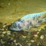freshwater fish - labeotropheus fuelleborni - fuelleborni cichlid stocking in 70 gallons tank - cichlide