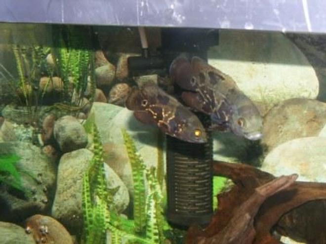 freshwater fish - astronotus ocellatus - tiger oscar stocking in 80 gallons tank - my two little Oscars
