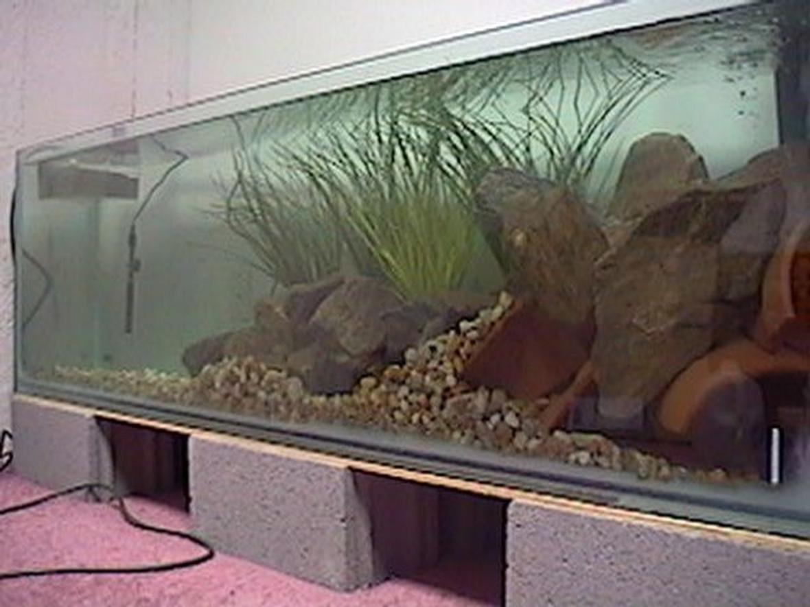 fish tank picture - since numbers don't lie 125 built for less than $125, Udig?