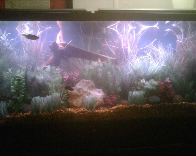55 gallons freshwater fish tank (mostly fish and non-living decorations) - A few live plants, but mostly fake plants.