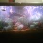 55 gallons freshwater fish tank (mostly fish and non-living decorations) - A few live plants, but mostly fake plants.