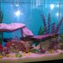 30 gallons freshwater fish tank (mostly fish and non-living decorations) - 30 g freshwater