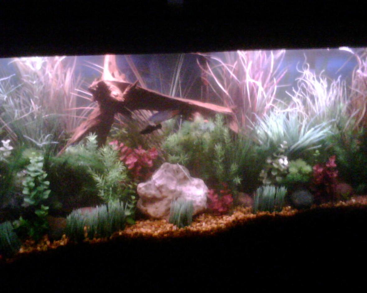 55 gallons planted tank (mostly live plants and fish) - 55 Gal. Fake Plants with a few real Wisteria.