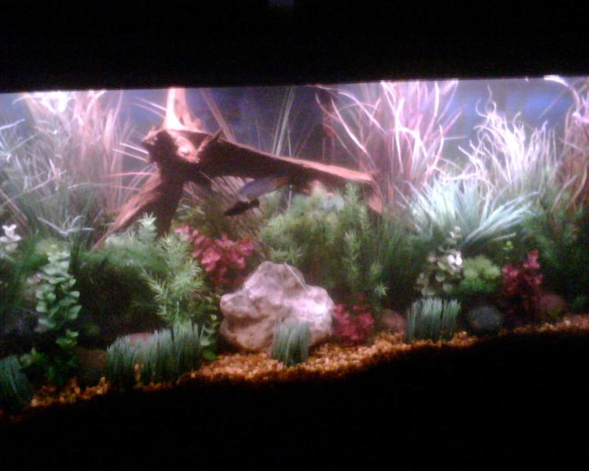 Rated #199: 55 Gallons Planted Tank - 55 Gal.
Fake Plants with a few real Wisteria.