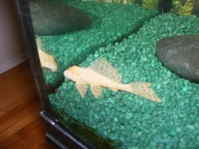 freshwater fish - pterygoplichthys scrophus - rhino pleco stocking in 80 gallons tank - albino Rhino Pleco