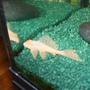 freshwater fish - pterygoplichthys scrophus - rhino pleco stocking in 80 gallons tank - albino Rhino Pleco