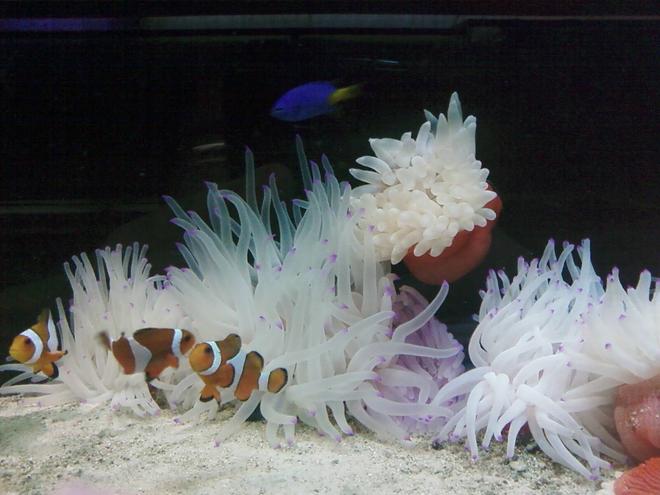 corals inverts - condylactis gigantea - condy anemone stocking in 80 gallons tank - cody clowns