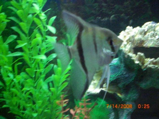 freshwater fish - pterophyllum sp. - silver zebra angel stocking in 55 gallons tank - angel