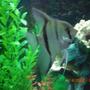 freshwater fish - pterophyllum sp. - silver zebra angel stocking in 55 gallons tank - angel