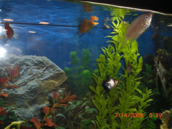 55 gallons freshwater fish tank (mostly fish and non-living decorations) - kissing