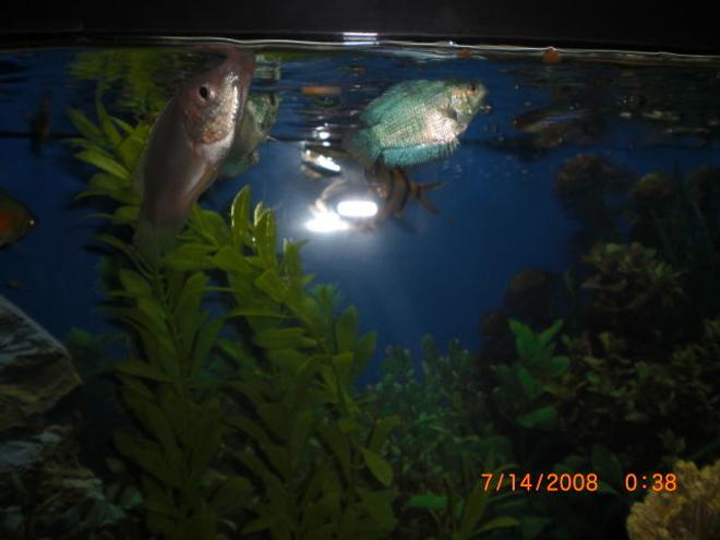 55 gallons planted tank (mostly live plants and fish) - powder blue gourami