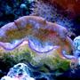 corals inverts - tridacna maxima - maxima clam stocking in 90 gallons tank - Clam