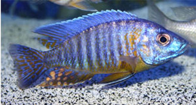 freshwater fish - aulonocara korneliae - orange shoulder peacock stocking in 90 gallons tank - Aulonocara korneliae