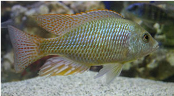 freshwater fish - tramitichromis intermedius - chisawasawa stocking in 90 gallons tank - Tramitichromis intermedius