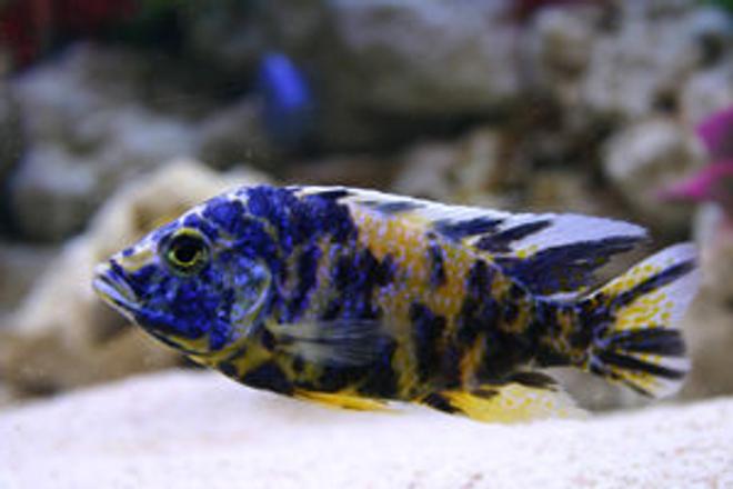 freshwater fish - aulonocara calico stocking in 90 gallons tank - Aulonocara Calico