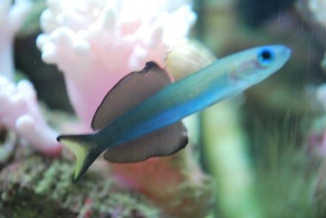 saltwater fish - ptereleotris evides - scissortail dartfish stocking in 60 gallons tank - Side view of our Scissorstail goby 
 (IF YOU DO NOT LIKE OUR PICTURES THEN YOU DO NOT HAVE TO LOOK AT THEM, BUT VOTING 0 IS VERY NEGATIVE ON YOUR PART) PLEASE JUST MOVE ON - THANKS!!!!