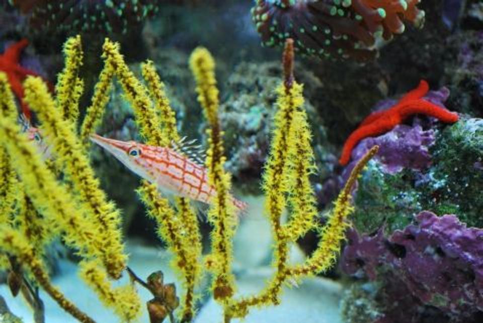 saltwater fish - oxycirrhites typus - longnose hawkfish stocking in 60 gallons tank - Long nose hawk fish hanging out in the the feather coral