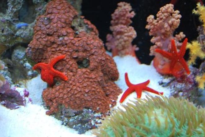 corals inverts - fromia sp. - red fromia starfish stocking in 60 gallons tank - New red zoos  (IF YOU DO NOT LIKE OUR PICTURES THEN YOU DO NOT HAVE TO LOOK AT THEM, BUT VOTING 0 IS VERY NEGATIVE ON YOUR PART) PLEASE JUST MOVE ON - THANKS!!!!