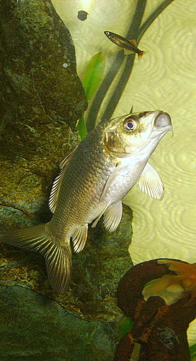 Rated #90: Freshwater Fish Stocking In 36 Gallons Tank - the COD FATHER at dinner