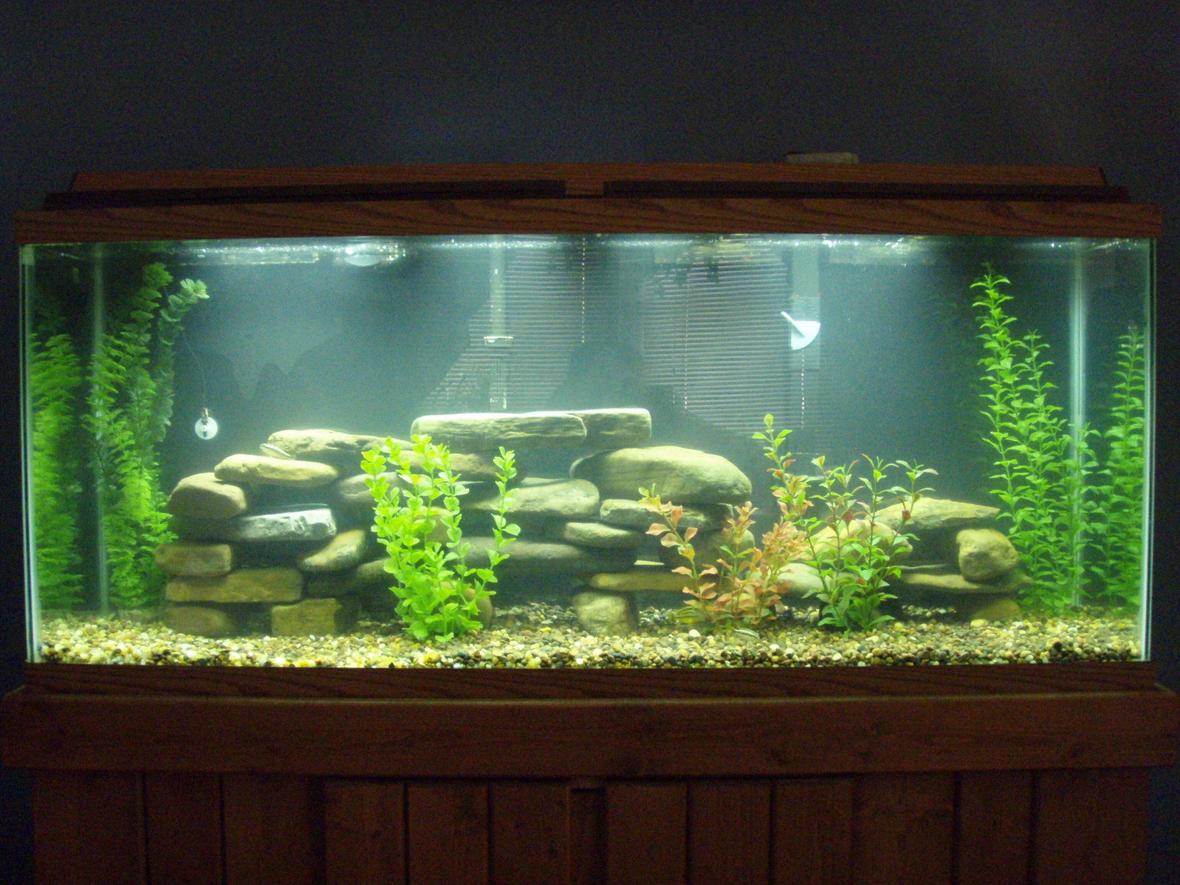 55 gallons freshwater fish tank (mostly fish and non-living decorations) - New Tank