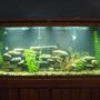 55 gallons freshwater fish tank (mostly fish and non-living decorations) - New Tank