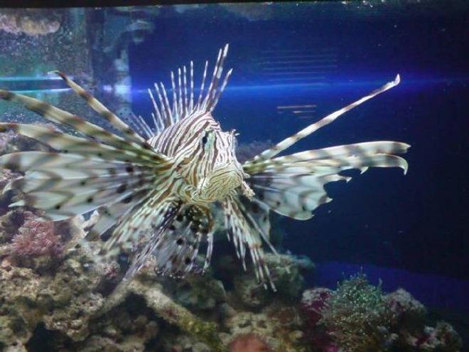 saltwater fish - pterois volitans - volitan lionfish stocking in 130 gallons tank - my lion fish