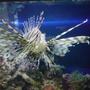 saltwater fish - pterois volitans - volitan lionfish stocking in 130 gallons tank - my lion fish