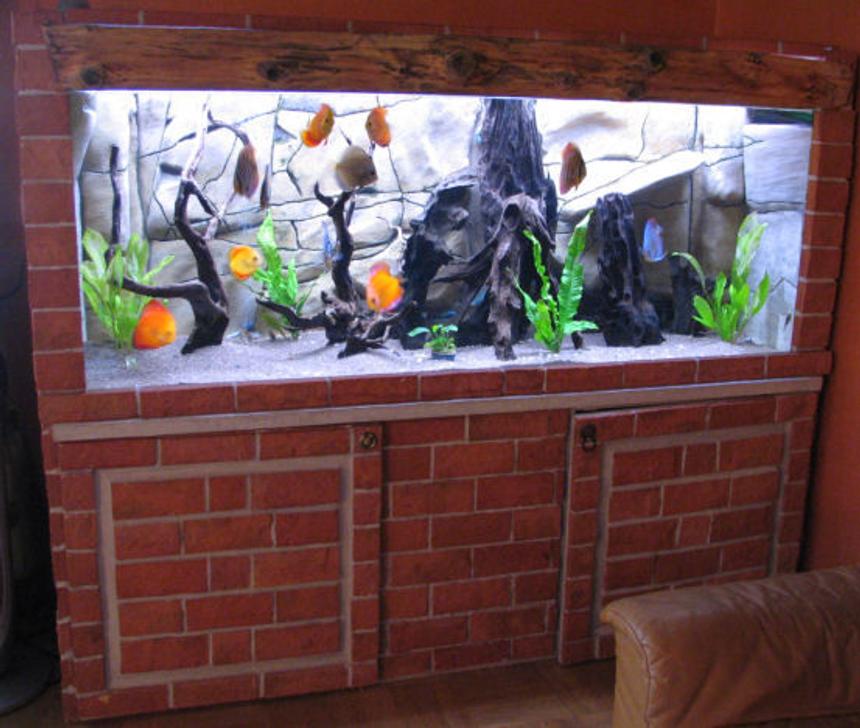 Rated #176: 127 Gallons Freshwater Fish Tank - My 480 litres tank with 11 Discus fishes.