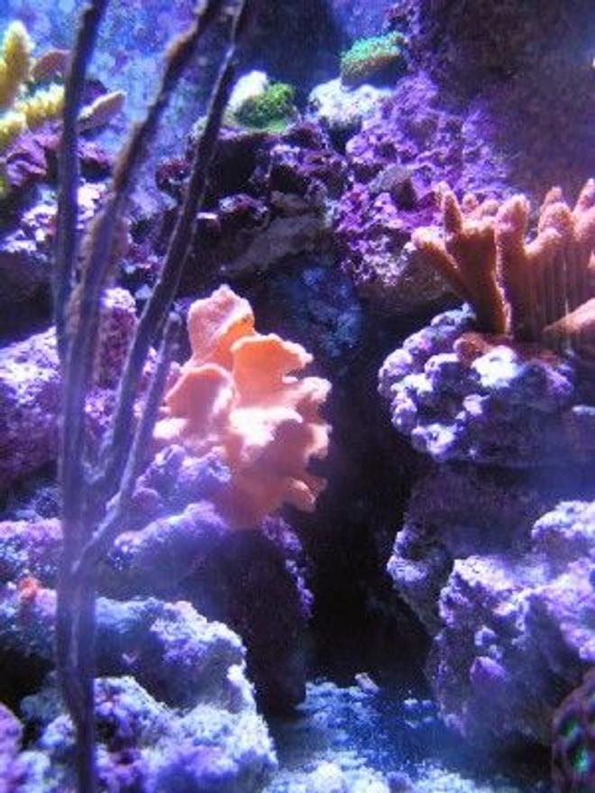 corals inverts - pterogorgia citrina - green lace gorgonian stocking in 29 gallons tank - Into the canyon