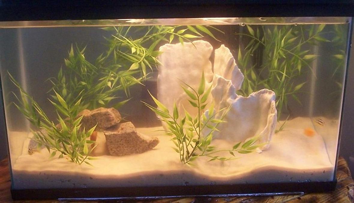 10 gallons freshwater fish tank (mostly fish and non-living decorations) - 10 gallon baby african setup