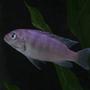 freshwater fish - metriaclima lombardoi - kenyi cichlid stocking in 30 gallons tank - Kenyi Cichlid (Pseudotropheus Lombardoi) - Young Female 3.2"
