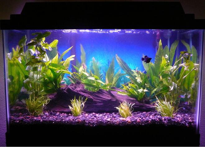 10 gallons planted tank (mostly live plants and fish) - 16 July 2008 (1 Balloon Molly, 3 Neon Tetras, Java Fern, Amazon Sword, Wisteria, Micro Sword)