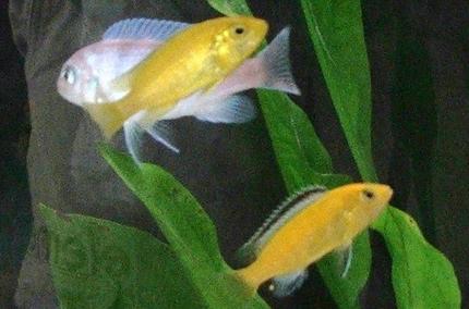 freshwater fish - labidochromis caeruleus - electric yellow cichlid stocking in 30 gallons tank - Labidochromis Caeraleus male and female & Pseudotropheus Lombardoi Female.