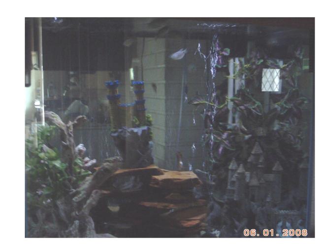 135 gallons freshwater fish tank (mostly fish and non-living decorations) - This is my second tank, 135 gallon freshwater tank with homemade under gravel filter and a HOT/B  filter for a little extra help. I am in the process of building a stand for a 75 gallon tank that I hope to transfer this equipment into. I am hoping to revamp this 135 gallon tank into a reef tank afterwards. My first tank was a 39 gallon freshwater tank about 4 years ago.