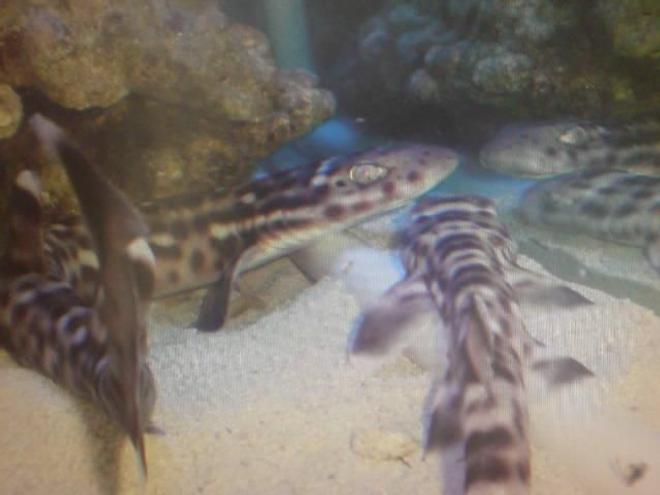 saltwater fish - chiloscyllium plagiosum - marbled bamboo cat shark stocking in 130 gallons tank - my 2 sharks resting behind the rocks