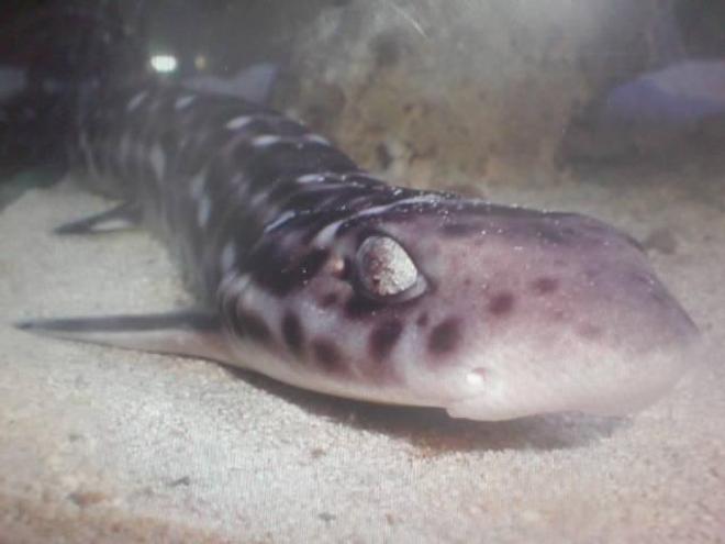 saltwater fish - chiloscyllium plagiosum - marbled bamboo cat shark stocking in 130 gallons tank - my big shark which is about 18" long still not fully grown but does own the tank!!