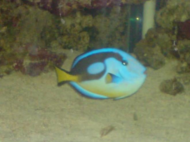 saltwater fish - paracanthurus hepatus - blue tang stocking in 130 gallons tank - my regal tang crap picture i no but he swims so fast!!!!!