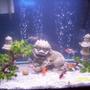 65 gallons freshwater fish tank (mostly fish and non-living decorations) - Goldfish tank