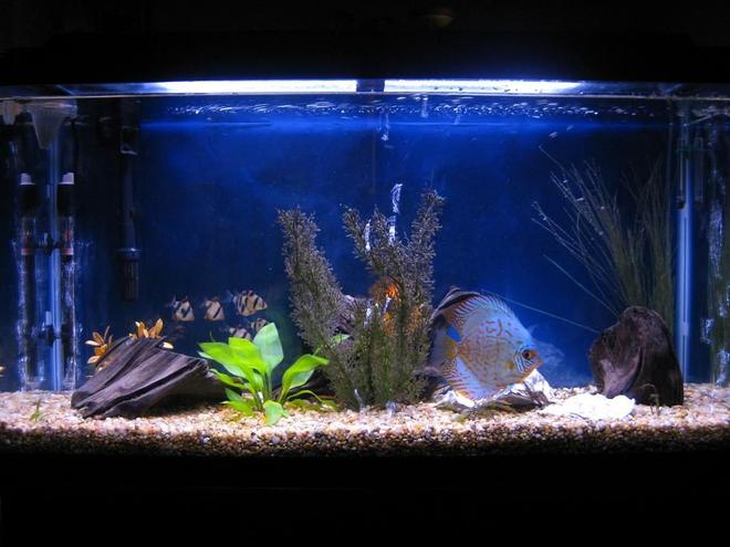 38 gallons freshwater fish tank (mostly fish and non-living decorations) - Discus
My 38 Gallon Aquarium, 3 Discus, 6 Tiger Barbs, 3 Chinese Algae Eaters, one Gold Nugget Pleco, and a Gold Chinese Algae Eater. I'm using a Marineland C-Series Multi Stage Canister Filter C-220, the best fiter out there. I personaly think this filter is better then the Eheim, because it allows no bypass, it forces the water through the filter media trays and not around them, all the other canisters allow 40% to 60%.