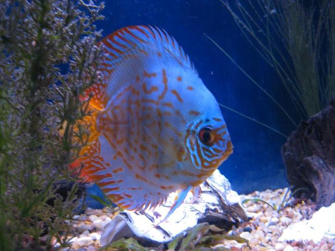 freshwater fish - baby blue panda discus stocking in 38 gallons tank - Discus
My 38 Gallon Aquarium, 3 Discus, 6 Tiger Barbs, 3 Chinese Algae Eaters, one Gold Nugget Pleco, and a Gold Chinese Algae Eater. I'm using a Marineland C-Series Multi Stage Canister Filter C-220, the best fiter out there. I personaly think this filter is better then the Eheim, because it allows no bypass, it forces the water through the filter media trays and not around them, all the other canisters allow 40% to 60%.