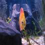 freshwater fish - symphysodon sp. - yellow marlboro discus stocking in 38 gallons tank - Discus My 38 Gallon Aquarium, 3 Discus, 6 Tiger Barbs, 3 Chinese Algae Eaters, one Gold Nugget Pleco, and a Gold Chinese Algae Eater. I'm using a Marineland C-Series Multi Stage Canister Filter C-220, the best fiter out there. I personaly think this filter is better then the Eheim, because it allows no bypass, it forces the water through the filter media trays and not around them, all the other canisters allow 40% to 60%.